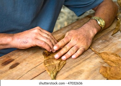 Making Of Cuban Cigar