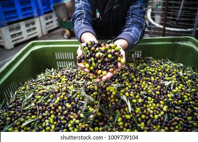 The Making Of Extra Virgin Olive Oil In Mola Di Bari, Puglia