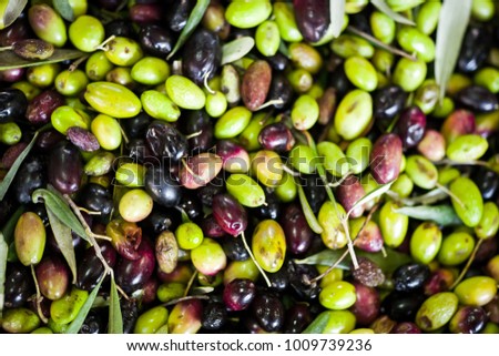 Similar – Hand of young boy full of black olives