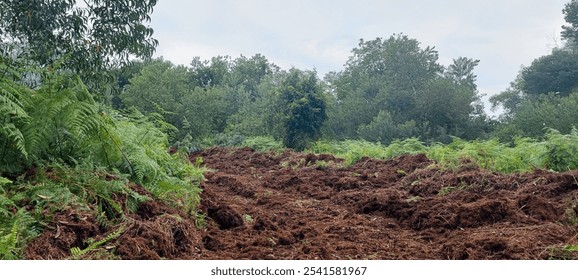 Making fire breaks to prevent fires from spreading in peat areas, Sumatra, Indonesia - Powered by Shutterstock