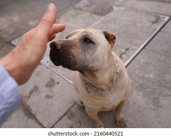 Making Friends With A Dog