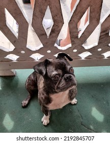 Making Friends With Dogs In Key West 