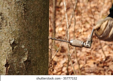 703 Making maple syrup Images, Stock Photos & Vectors | Shutterstock