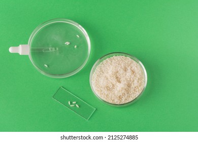 Making Rice Water For Skin Care Face. Pipette On Medical Glass And Petri Dish With Rice Water