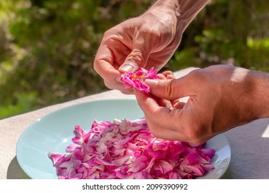 Making Rose Water. DIY Rose Oil And Water For Skin, Hair, Nails