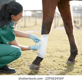 Making sure this is tied right. Shot of an unrecognisable veterinarian wrapping a bandage around a horses leg on a farm. - Powered by Shutterstock