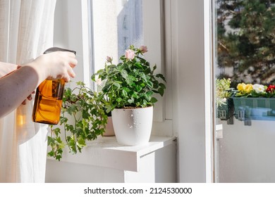 Making Water Shower For Indoor Rose In Dry Heating Air On Winter Time. Home Gardening Concept, Close Up