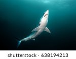 Mako shark