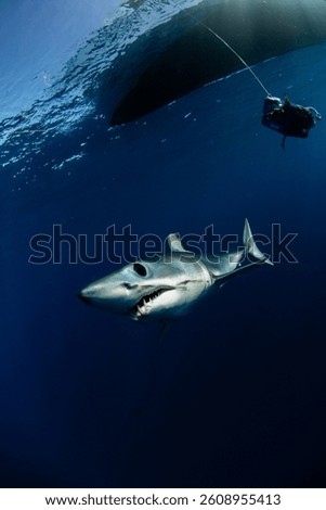 Mako shark during shark diving 