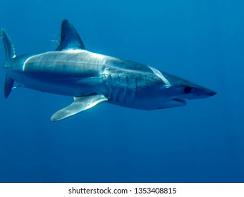 Mako Shark (Isurus Oxyrinchus)