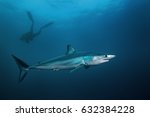 Mako shark, Isurus oxyrinchus, Atlantic ocean