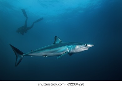 Mako Shark, Isurus Oxyrinchus, Atlantic Ocean