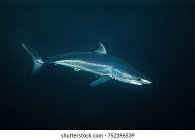 Mako Shark, Isurus Paucus, South Africa