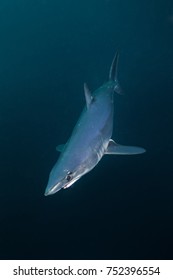 Mako Shark, Isurus Paucus, South Africa