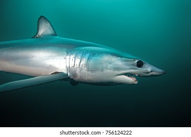 Mako Shark, Isurus Paucus, South Africa