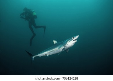 Mako Shark, Isurus Paucus, South Africa