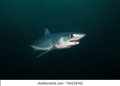 Mako Shark, Isurus Paucus, South Africa