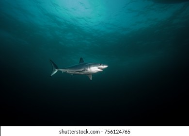 Mako Shark, Isurus Paucus, South Africa