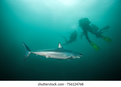 Mako Shark, Isurus Paucus, South Africa