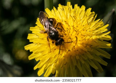makro flower bee reflectıon  bud  nature  daisy water droplet raindrop  purple daisy  yellow  hyacinth geranium prickly pear microcepholoides thistle - Powered by Shutterstock