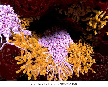 tubercle bacillus parazita vagy saprotrof