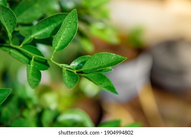 Makrut Kaffir Lime Leaves With Macro Photography