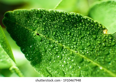 Makrut Kaffir Lime Leaves With Macro Photography