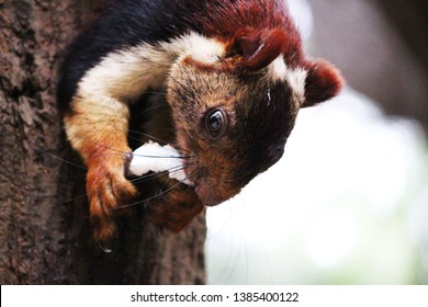 Malabar Giant Forest Squirrel Eating Coconut Stock Photo (Edit Now ...