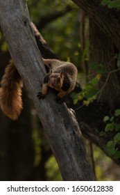 Malabar Giant Squirrel, Chinnar Wildlife Sanctuary, India