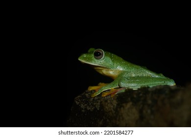 Malabar Gliding Fro, Green Frog Photo 