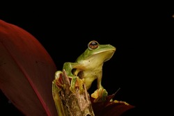 Malabar Gliding Frog In Black Background With Grey Colored Leaf