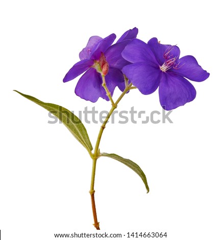 Malabar melastome flowers with leaves, Tropical purple flower isolated on white background, with clipping path 
