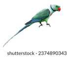 Malabar Parakeet or Blue-winged Parakeet (Psittacula columboides) is a striking green parakeet and is restricted to the forests of India’s Western Ghats. Bluish-gray male has a bright red upper bill 