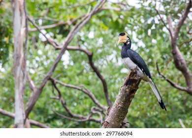 Malabar Pied Hornbill