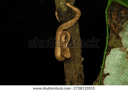 Malabar Pit viper Yellow Morph