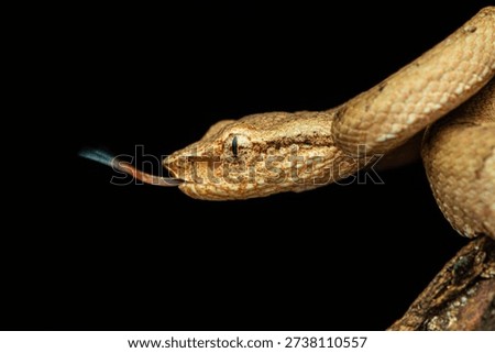 Malabar Pit viper Yellow Morph