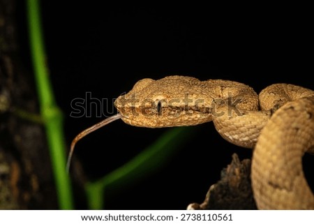 Malabar Pit viper Yellow Morph