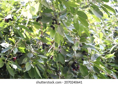 Malabar Plum, Lava Plum, Black Plum, Jamun  Or Jambolan, Is An Evergreen Tropical Tree.