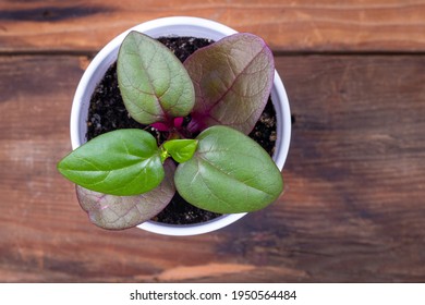 Malabar Spinach Plant On  Rustic Wood Plank Table Basellaceae Family