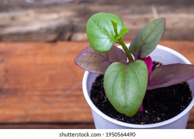 Malabar Spinach Plant On  Rustic Wood Plank Table Basellaceae Family