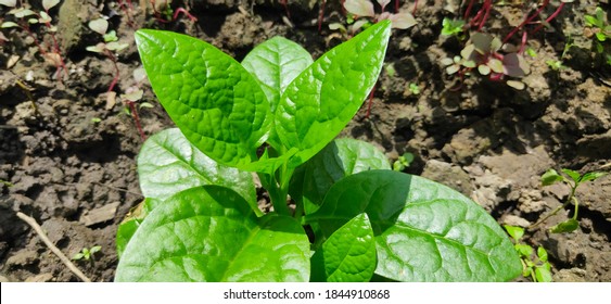 Malabar Spinach Or Vine Spinach Or  Basella Alba L Of Family Basellaceae