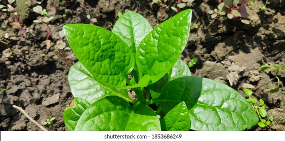 Malabar Spinach Or Vine Spinach Or  Basella Alba L Of Family Basellaceae Live Plant