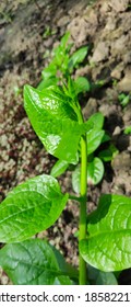 Malabar Spinach Or Vine Spinach Or  Basella Alba L Of Family Basellaceae - Soft Weak Stem