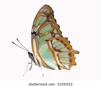 Malachite Butterfly