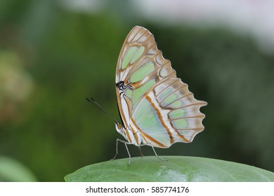 Malachite Butterfly