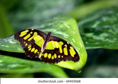 Malachite Butterfly