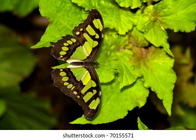 A Malachite Butterfly