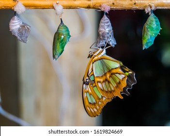 malachite butterfly coming out of its cocoon, pupation process, Entomoculture background