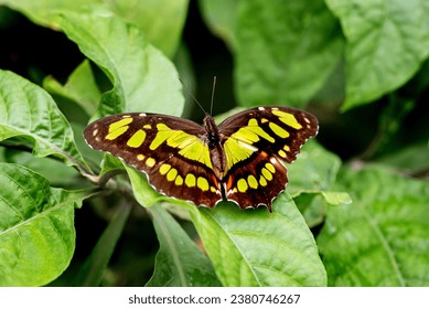 Malachite Butterfly, Siproeta stelenes, dark with with green patches on the leaves in the garden  - Powered by Shutterstock