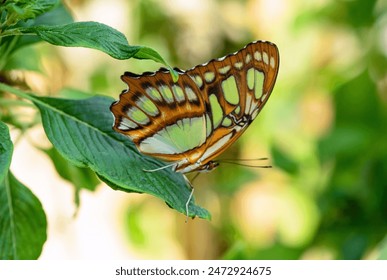 Malachite Butterfly, Siproeta stelenes, dark with with green patches on the leaves in the garden  - Powered by Shutterstock